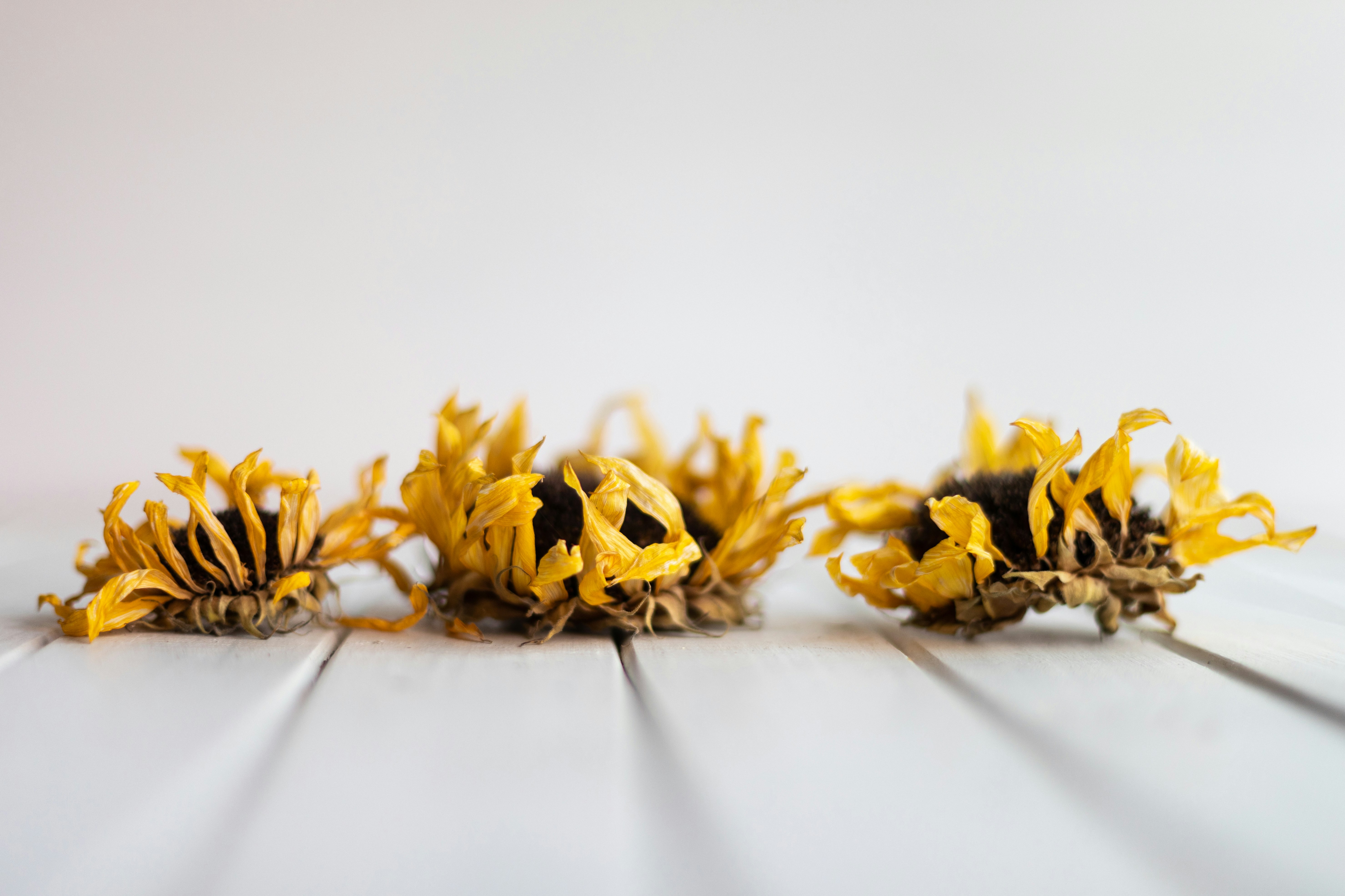 yellow flowers on white surface